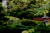 Usa_sf_jp_1.gif (108972 bytes)